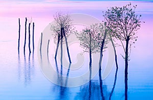 Krásná krajina s jezerem a horami v pozadí a stromy ve vodě. Modrý a fialový barevný tón
