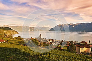 Beautiful landscape of Lavaux vineyards, Cully