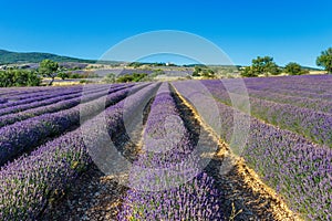 Beautiful landscape of lavender fields