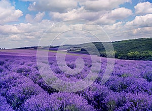 Beautiful landscape of lavender fields of blooming lavender on a hilly area.