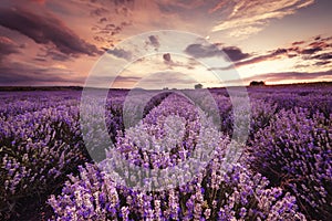 Hermoso de lavanda campo sobre el atardecer 