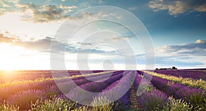 Beautiful landscape of lavender fields at sunset with dramatic s