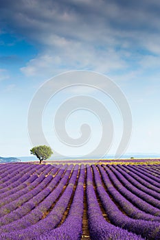 Beautiful landscape of lavender fields at sunset with dramatic sky.