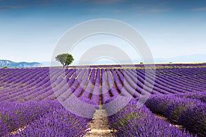 Beautiful landscape of lavender fields at sunset with dramatic sky.