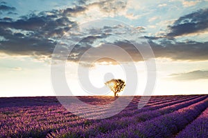 Beautiful landscape of lavender fields at sunset with dramatic sky.