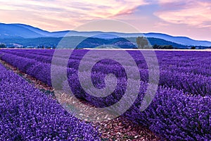 Beautiful landscape of lavender fields at sunset near Sault