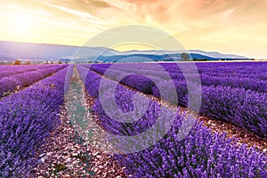 Beautiful landscape of lavender fields at sunset near Sault