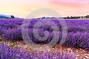 Beautiful landscape of lavender fields at sunset near Sault