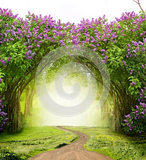 Beautiful landscape.Lilac trees in blossom Magic forest with road. Fantasy  background