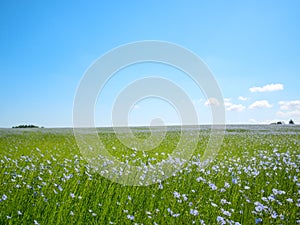Beautiful landscape of linen field or flax linum usitatissimum