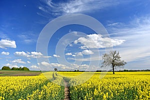 Beautiful landscape of Lithuania. Rapeseed field near Siauliai
