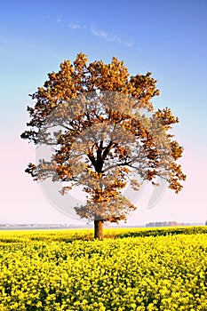 Beautiful  landscape of Lithuania.Tree on a rapeseed field