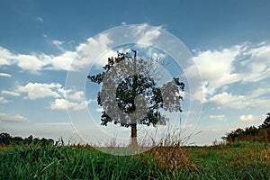 Beautiful landscape with lone tree stands in a green field