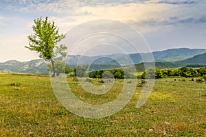 Beautiful landscape with lone tree stands on a green field or hill. Dramatic field view