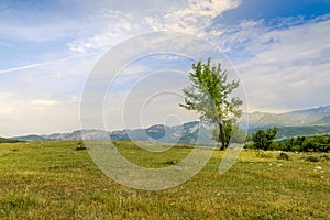 Beautiful landscape with lone tree stands on a green field or hill. Dramatic field view