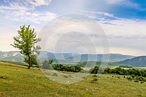 Beautiful landscape with lone tree stands on a green field or hill. Dramatic field view