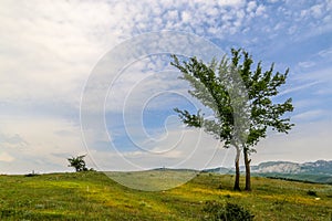 Beautiful landscape with lone tree stands on a green field or hill. Dramatic field view