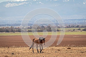 Beautiful landscape, lonely brown horse grazing in the hay field, on the background are snow mountains