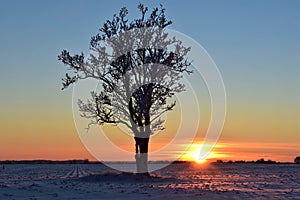 Beautiful landscape with a lonely naked tree in a winter field.