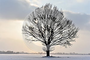 Beautiful landscape with a lonely naked tree in a winter field.