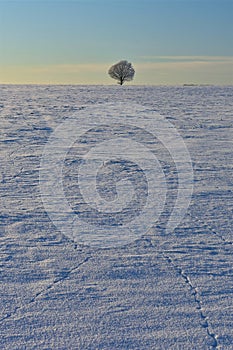 Beautiful landscape with a lonely naked tree in a winter field.