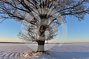 Beautiful landscape with a lonely naked tree in a winter field.