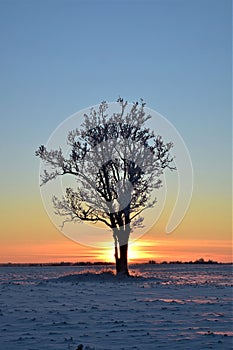 Beautiful landscape with a lonely naked tree in a winter field.