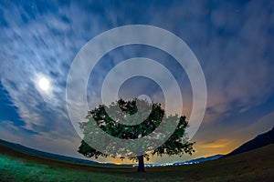 Beautiful landscape with a lonely oak tree, dramatic clouds and a starry night sky with moon light