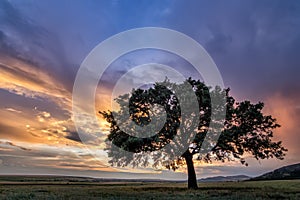 Beautiful landscape with a lonely oak tree in a field, the setting sun shining through branches and storm clouds