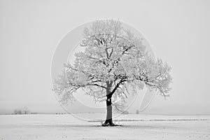 Beautiful landscape with a lonely oak tree in a winter field.