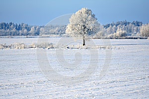 Beautiful landscape with a lonely oak tree in a winter field.