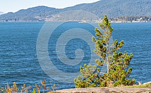 Beautiful landscape of lonely pine tree on a cliff on the background of a stormy sea  west Vancouver  Canada