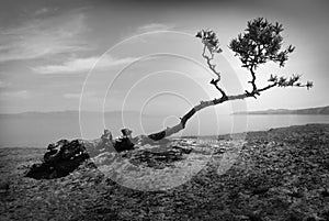 Beautiful landscape with a lonely tree.