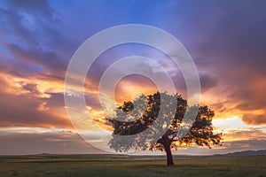 Beautiful landscape with a lonely tree in a field, the setting sun shining through branches and storm clouds
