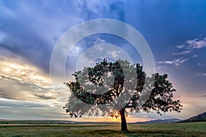 Beautiful landscape with a lonely tree in a field, the setting sun shining through branches and storm clouds