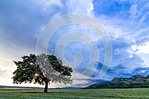 Beautiful landscape with a lonely tree in a field, the sun shining through branches and storm clouds