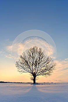 Beautiful landscape with a lonely tree in a snowy field.