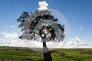 Beautiful Landscape with a Lonely Tree, sun backlit