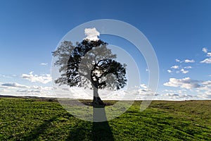 Beautiful Landscape with a Lonely Tree, sun backlit