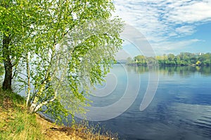 Beautiful landscape with a long thin birch trees with green leaves on the banks of the river