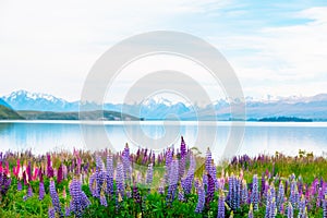 Beautiful landscape of Lupins flower and Alpine mountains around Lake Tekapo area, New Zealand