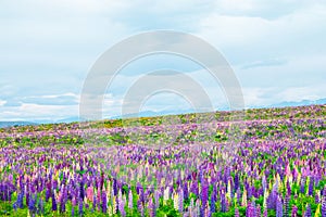 Beautiful landscape of Lupins flower and Alpine mountains around Lake Tekapo area, New Zealand