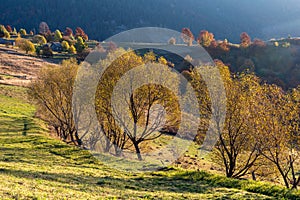 Beautiful landscape with magic autumn trees and fallen leaves