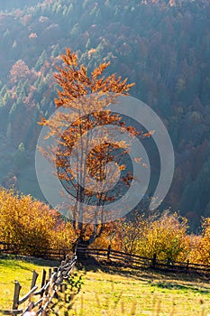 Beautiful landscape with magic autumn trees and fallen leaves
