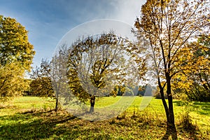 Beautiful landscape with magic autumn trees and fallen leaves in the mountains