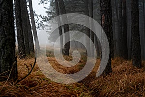 Beautiful landscape of a magical mystical forest, fog in a wild forest with tall pine trees