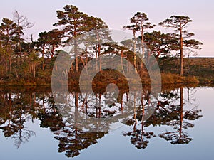 Beautiful landscape in Marimetsa Bog