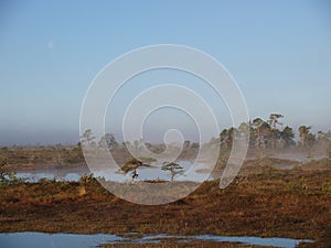 Beautiful landscape in Marimetsa Bog