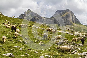 Beautiful landscape in Montenegro with fresh grass and beautiful peaks. Durmitor National Park in Montenegro part of Dinaric Alps.