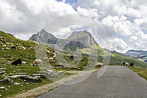 Beautiful landscape in Montenegro with fresh grass and beautiful peaks. Durmitor National Park in Montenegro part of Dinaric Alps.